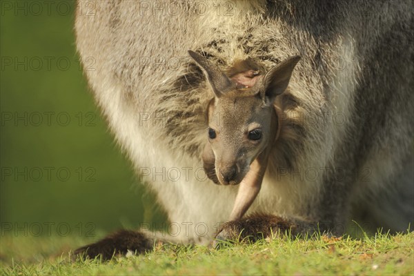 Red-necked wallaby (Macropus rufogriseus) in mother's pouch, young, security, out, look, glimpse, protect, wallabies, wallabia, wallaby, kangaroos, marsupial mammals (Marsupialia), marsupial, captive