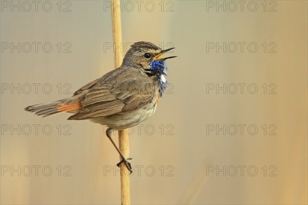 Bluethroat (Luscinia svecica), male, singing in the reeds, Isental, Bavaria, Germany, Europe