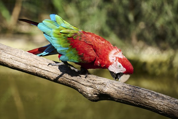 Scarlet macaw (Ara macao) sitting on a wood, captive, distribution south america