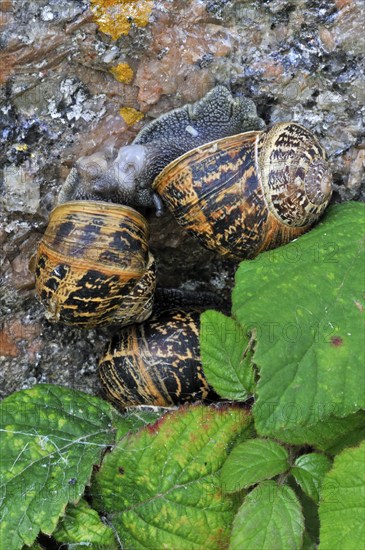 Close-up of Common garden (Cornu aspersum) snails (Helix aspersa) mating, copulating on garden wall