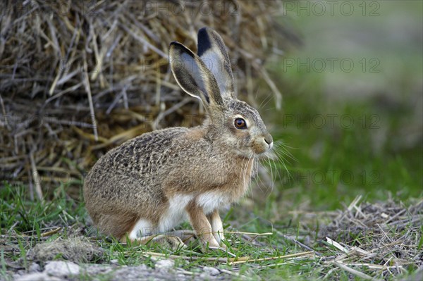 Granada hare (Lepus granatensis), young animal, Alentejo, Portugal, Europe