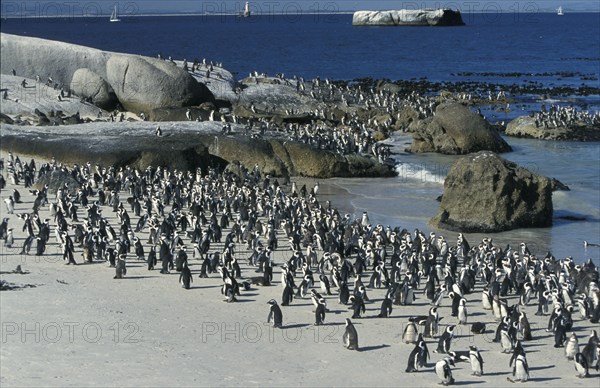 African penguin (Spheniscus demersus), Boulders Beach, South Africa, Africa