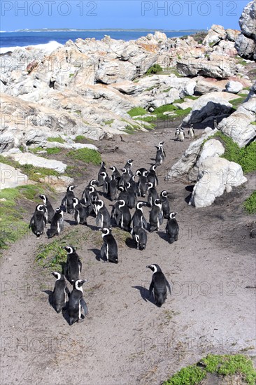 African penguin (Spheniscus demersus), Betty's Bay, South Africa, Africa