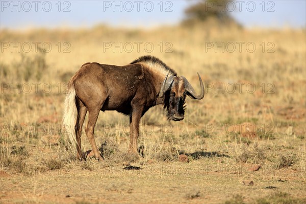 Black Wildebeest (Connochaetes gnou), Mountain Zebra national park, South Africa, Africa