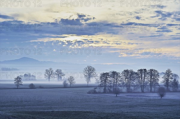 Siebeneichen nature reserve in the early morning mist, Merenschwand, Freiamt, Canton Aargau, Switzerland, Europe