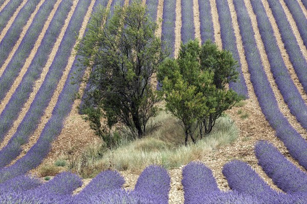 Trees in lavender field, flowering true lavender (Lavandula angustifolia), D56, between Valensole and Puimoisson, Plateau de Valensole, Provence, Provence-Alpes-Cote d Azur, South of France, France, Europe