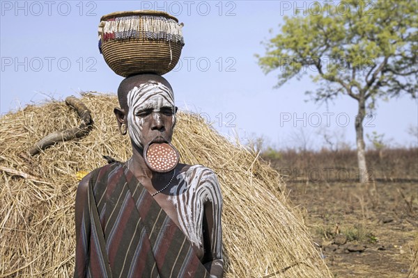 Painted woman of the Mursi tribe wearing lip plate and basket on her head in the Mago National Park, Jinka, Debub Omo Zone, Southern Ethiopia