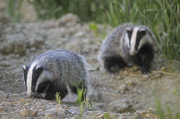 Two young European badgers (Meles meles) juveniles sniffing the earth for earthworms and insects in field, farmland at dusk in spring