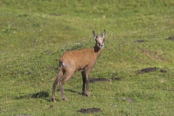 Chamois (Rupicapra rupicapra) young, kid in summer on mountain meadow, Alpine pasture in the European Alps