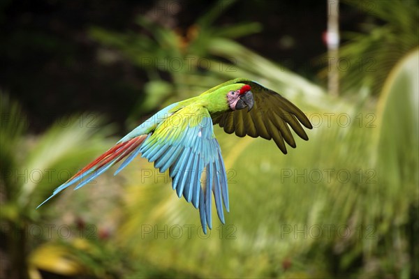 Military Macaw (Ara militaris), military macaw, lateral, side, detachable