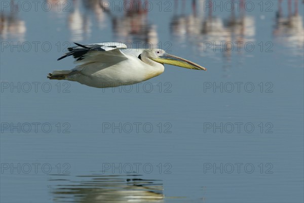 White pelican, lateral, exposable, Lake Nakuru National Park, Kenya, great white pelican (Pelecanus onocrotalus), Kenya, Africa