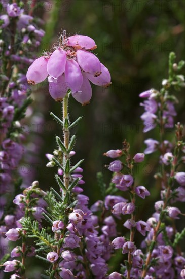 Cross leaved heath (Erica tetralix) among common heather (Calluna vulgaris), ling in flower