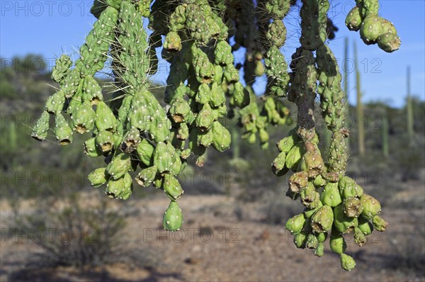 Close-up of the fleshy, and Sonora native, green fruits of the hanging chain cholla (Cylindropuntia fulgida), Jumping jumping cholla (Opuntia fulgida), which is native to the southwestern USA