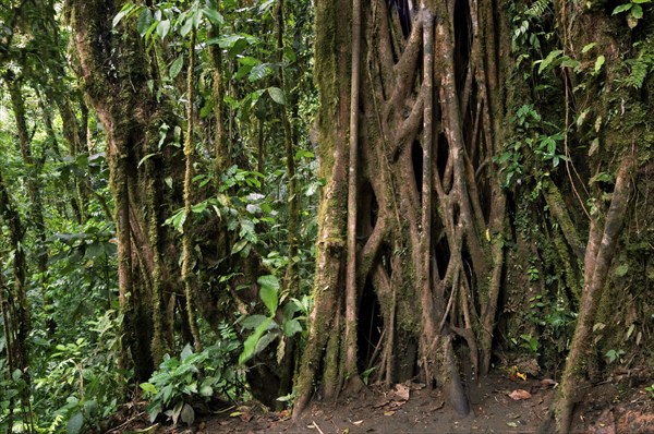 Strangler fig's vines (Ficus) enveloping trunk of host tree, Carara National Park, Costa Rica, Central America