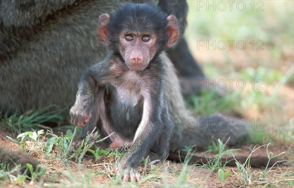 Young Anubis Baboon (Papio anubis), Samburu game reserve, Kenya (Papio cynocephalus anubis)