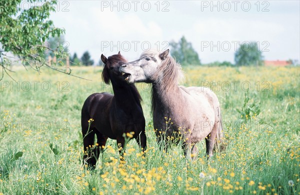 Icelandic ponies, Icelanders