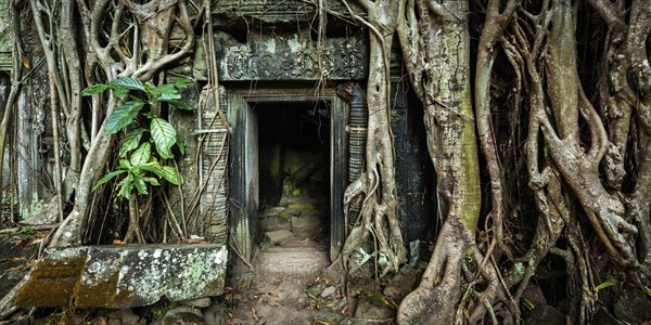 Travel Cambodia concept background, Panorama of ancient stone door and tree roots, Ta Prohm temple ruins, Angkor, Cambodia, Asia