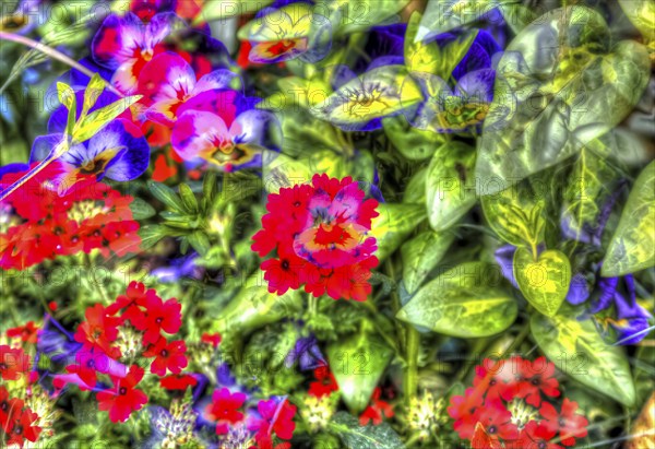 Oilpainting-like shot, various bright flowers, red and purple flowers creative, violet (Viola), pansies, flaming cattail (Kalanchoe blossfeldiana), different plants mixed, artistic shot, purple flowers alienated, plants, green leaves, periwinkle (Vinca), flower pattern, impressionistic art style, lively spring atmosphere, allover, alienation, dense flower field, bright colours, garden, flowerbed, plants, Germany, Europe