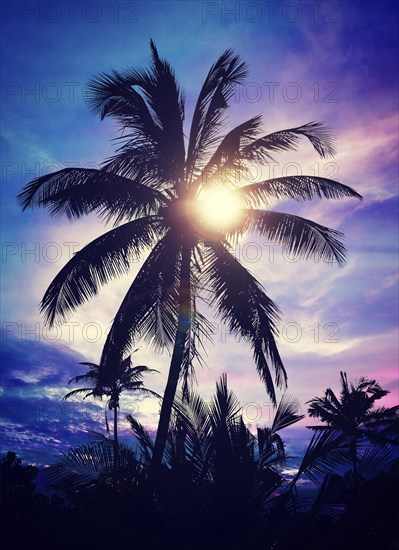 Vintage retro effect filtered hipster style image of palm against sky on sunset