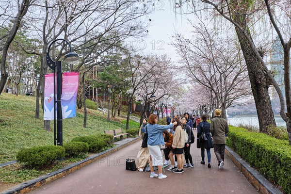 Seoul, South Korea, April 1, 2016 : People enjoying sakura blooming in park at Seokchon lake, Seoul, South Korea, Asia