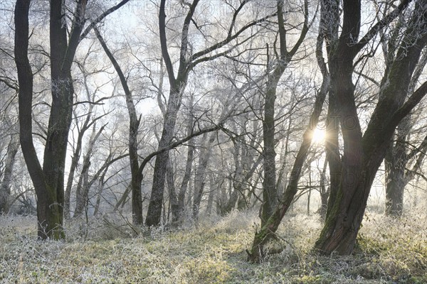 The morning sun shines through the wintery ripen-covered floodplain forest, Isental, Bavaria, Germany, Europe