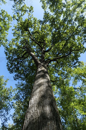 Forest of Troncais . Remarkable oak tree. Charles Louis Philippe oak, 33m high, 4m60 in circumference, about 390 years old. Allier department. Auvergne Rhone Alpes. France