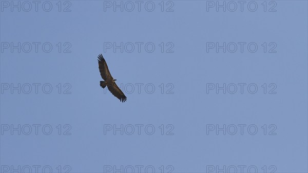 Griffon Vulture in flight, cloudless blue sky, Rodopou Peninsula, West Crete, Crete Island, Greece, Europe