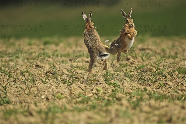 European hare (Lepus europaeus) Mating season, so-called gathering time, males quarrelling with each other, Lower Austria, Austria, Europe