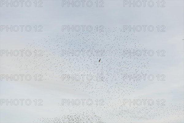 Common (Sturnus vulgaris) starlings fly together, in perfect symbiosis to protect themselves from enemies. Bas-Rhin, Collectivite europeenne d'Alsace, Grand Est, France, Europe