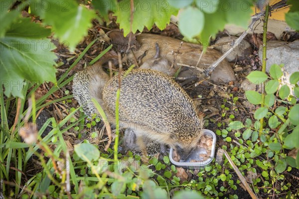 Hedgehog mother with young in the living environment of humans. A near-natural garden is a good habitat for hedgehogs, young hedgehogs can also be fed to give them a better chance of survival for hibernation, Bannewitz, Saxony, Germany, Europe