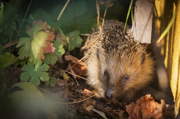 Hedgehog mother with young in the living environment of humans. A near-natural garden is a good habitat for hedgehogs, young hedgehogs can also be fed to give them a better chance of survival for hibernation, Bannewitz, Saxony, Germany, Europe