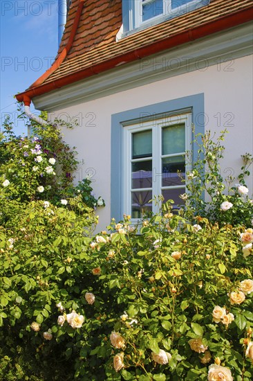 Cavalier's cottage at Lindich Castle, built from 1738 to 1741 by Prince Friedrich Ludwig, hunting and pleasure palace, residence, historical building, detail, window, rose petals, (pink), Hechingen, Zollernalbkreis, Baden-Württemberg, Germany, Europe