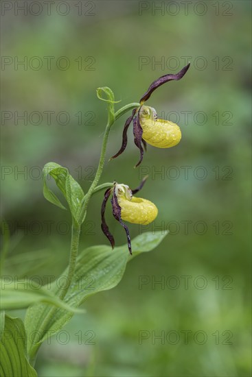 Yellow lady's slipper orchid (Cypripedium calceolus), Kalkalpen National Park, Upper Austria, Austria, Europe