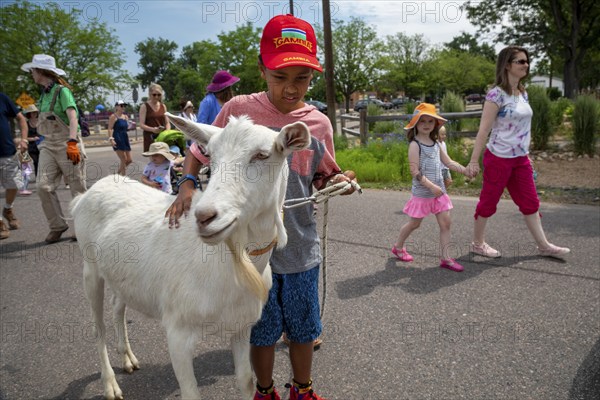 Wheat Ridge, Colorado, Accompanied by admiring children and adults, goats from 5 Fridges Farm parade to Lewis Meadows park where they will be allowed to graze for weed management and soil amendment