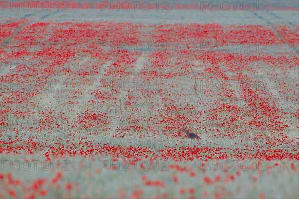 Roe deer (Capreolus capreolus) adult female doe in a farmland wheat field with flowering poppy flowers, Suffolk, England, United Kingdom, Europe