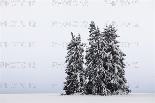 Spruce (Picea), Pine (Pinaceae), snow, winter, Leibertingen, Upper Danube Nature Park, Baden-Württemberg, Germany, Europe