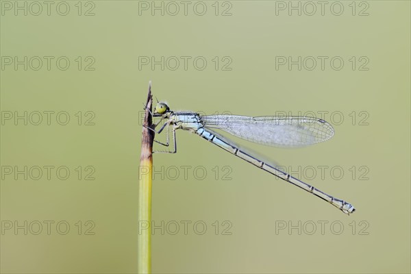 Small red-eyed damselfly (Erythromma viridulum), female, North Rhine-Westphalia, Germany, Europe