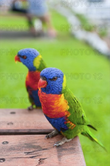 Rainbow Lorikeet (Trichoglossus moluccanus), Rainbow Lorikeet parrot, bird, tropical, fauna, colourful, Whitsunday Islands, Hamilton Island, Queensland, Australia, Oceania