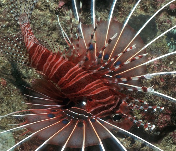 Close-up lionfish (Pterois cincta) spreads pectoral fins and spines, Pacific Ocean, Philippine Sea, Philippines, Asia