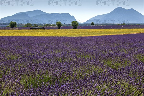 Field with yellow yarrow (Eriophyllum confertiflorum) and true common lavender (Lavandula angustifolia), Puimoisson, Plateau de Valensole, Provence, Provence-Alpes-Cote d Azur, Southern France, France, Europe