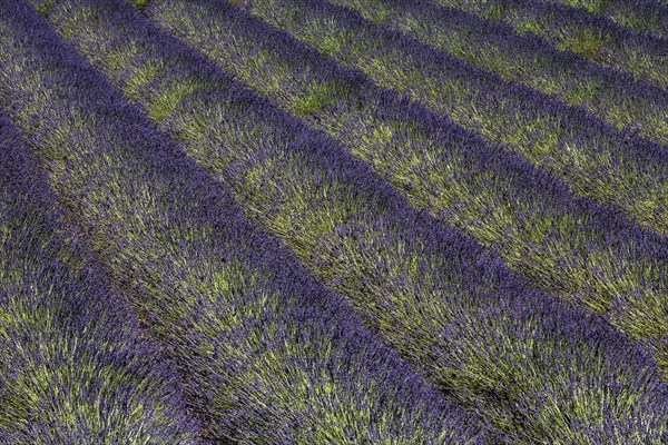 Lavender field, flowering true lavender (Lavandula angustifolia), near Puimoisson, Plateau de Valensole, Provence, Provence-Alpes-Cote d Azur, Southern France, France, Europe