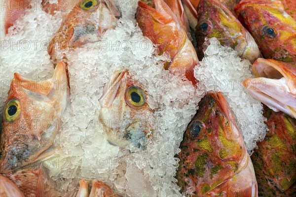 Red fish on ice for sale, fish market, market hall Mercado dos Lavradores, Funchal, Madeira Island, Portugal, Europe