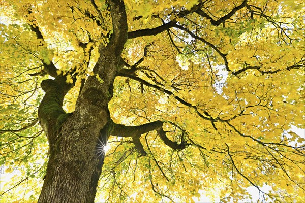 Sun shining through old sycamore maple (Acer pseudo plantanus), in autumnal colour, Canton Glarus, Switzerland, Europe