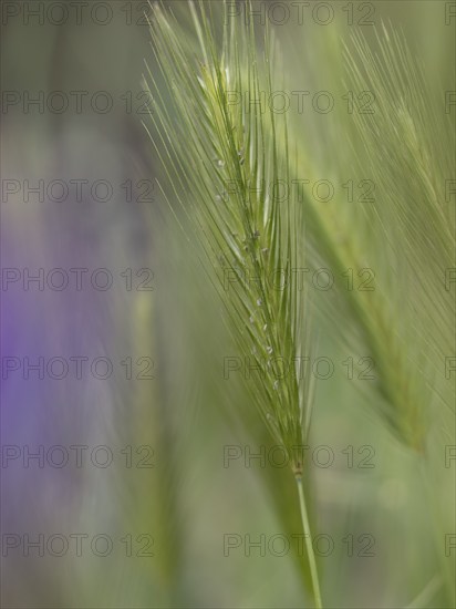 Photographic art, depiction by blurred blur of the ear of barley (Hordeum vulgare), Extremadura, Spain, Europe