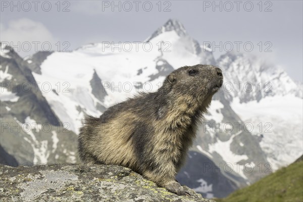 Alpine marmot (Marmota marmota) in front of the snow covered mountain Grossglockner, Hohe Tauern National Park, Carinthia, Austria, Europe