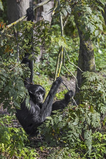 Siamang (Symphalangus syndactylus) arboreal gibbon native to the forests of Malaysia, Thailand and Sumatra