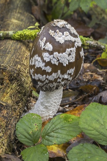 Magpie mushroom, magpie fungus (Coprinopsis picacea), magpie inkcap fungus (Coprinus picaceus) mushroom in autumn forest