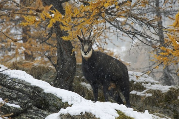 Chamois (Rupicapra rupicapra) in larch forest (Larix decidua) in the snow in autumn, Gran Paradiso National Park, Italy, Europe