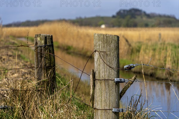 Fence with wooden stakes on the Bodden on Rügen, Mönchgut peninsula, Mecklenburg-Western Pomerania, Germany, Europe