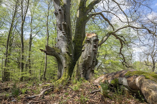 Old copper beech (Fagus sylvatica) with tinder fungus (Fomes fomentarius), triple beech, one trunk broken off, deadwood, Sababurg primeval forest, Hesse, Germany, Europe